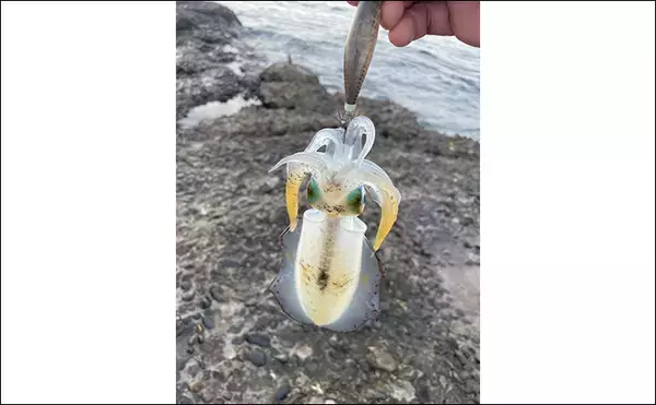 「横浜の沖堤防エギング釣行でアオリイカ3杯キャッチ　2023年は秋イカ絶好調」の画像