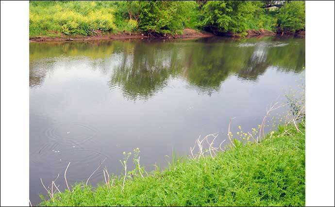新河岸川パンぷか（パンコイ）釣りで62cmニシキゴイ【埼玉】高活性の要因は水位にあり