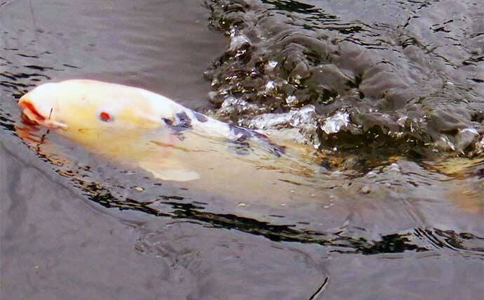 新河岸川パンぷか（パンコイ）釣りで62cmニシキゴイ【埼玉】高活性の要因は水位にあり