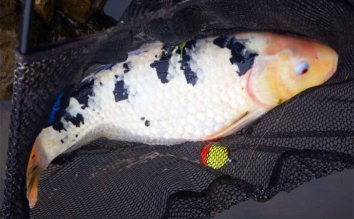 新河岸川パンぷか（パンコイ）釣りで62cmニシキゴイ【埼玉】高活性の要因は水位にあり