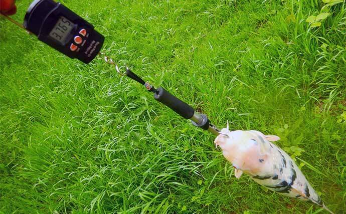 新河岸川パンぷか（パンコイ）釣りで62cmニシキゴイ【埼玉】高活性の要因は水位にあり