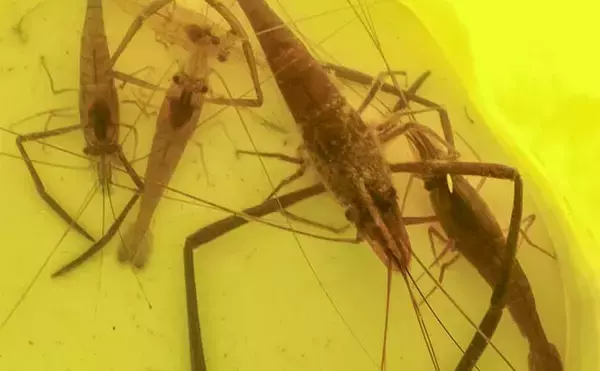 新左近川親水公園のテナガエビ釣りで15尾手中【東京】15cm超えの大型オスも登場