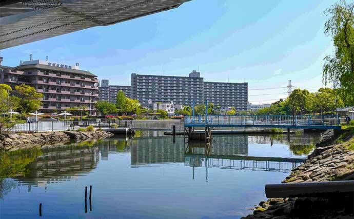 新左近川親水公園のテナガエビ釣りで15尾手中【東京】15cm超えの大型オスも登場