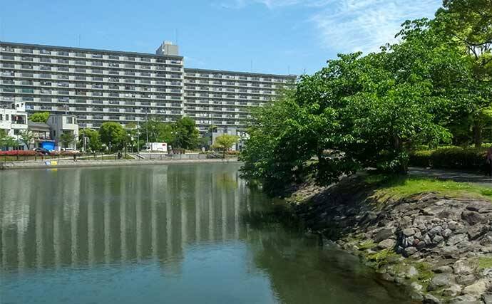 新左近川親水公園のテナガエビ釣りで15尾手中【東京】15cm超えの大型オスも登場