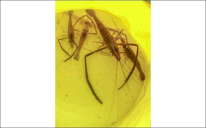 新左近川親水公園のテナガエビ釣りで15尾手中【東京】15cm超えの大型オスも登場