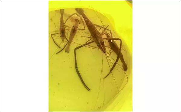 「新左近川親水公園のテナガエビ釣りで15尾手中【東京】15cm超えの大型オスも登場」の画像