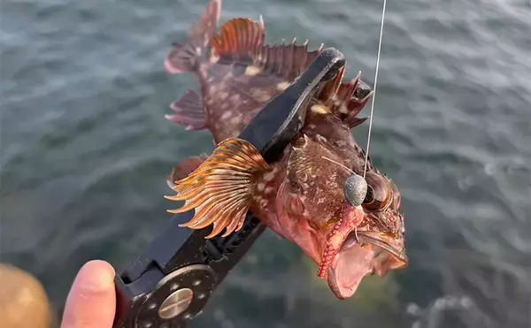 「釣り人的スーパーマーケットの見方　釣りのエサになりそうなものはどれ？」の画像