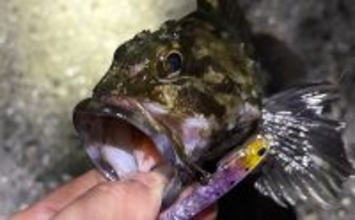 泉南エリアのメバリングで本命不発もセイゴにチヌ【大阪】 見えアジはジグ単を無視