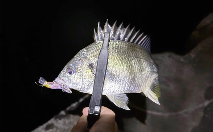 泉南エリアのメバリングで本命不発もセイゴにチヌ【大阪】 見えアジはジグ単を無視