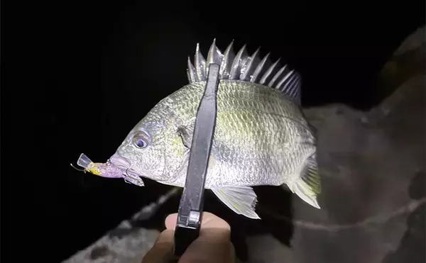 「泉南エリアのメバリングで本命不発もセイゴにチヌ【大阪】 見えアジはジグ単を無視」の画像