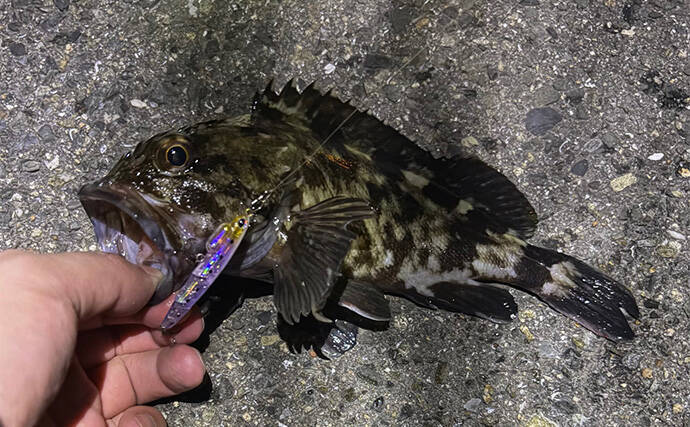 泉南エリアのメバリングで本命不発もセイゴにチヌ【大阪】 見えアジはジグ単を無視