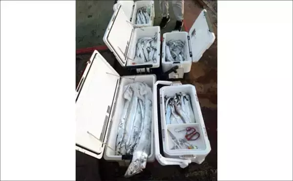 「関西エリアの【船釣り特選釣果】左に寒ブリ右にマダイ！ジギング＆ディープタイラバリレーで良型連発」の画像