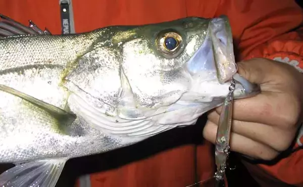 遠浅サーフ攻略の鉄則　満潮・干潮それぞれの長所短所と狙いやすいターゲットを解説