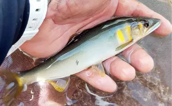 桂川アユ釣果レポート：友釣りでアユ53尾好捕【山梨】渓魚の活性高くヤマメも登場