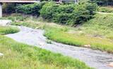 「桂川アユ釣果レポート：友釣りでアユ53尾好捕【山梨】渓魚の活性高くヤマメも登場」の画像2