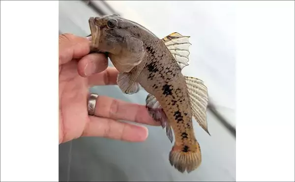 「碧南海釣り広場でのチョイ投げ釣りで17cmドデカい「ウロハゼ」登場！【愛知】」の画像
