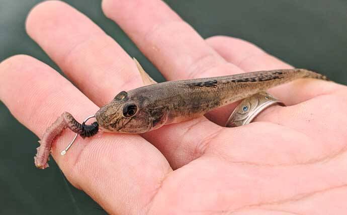 碧南海釣り広場でのチョイ投げ釣りで17cmドデカい「ウロハゼ」登場！【愛知】