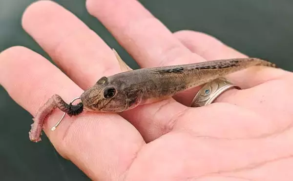 「碧南海釣り広場でのチョイ投げ釣りで17cmドデカい「ウロハゼ」登場！【愛知】」の画像