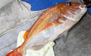イカ釣りの合間に泳がせはいかが？ 「もっと船釣りが楽しくなる」特選情報7選【九州】