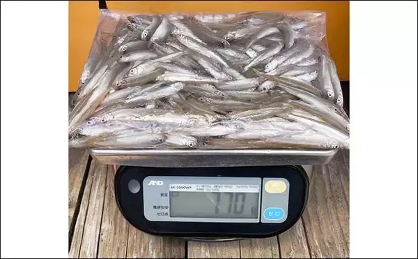 「北山ダムでの夏ワカサギ釣りで289尾キャッチ【佐賀】水深12mを狙い撃ち」の画像