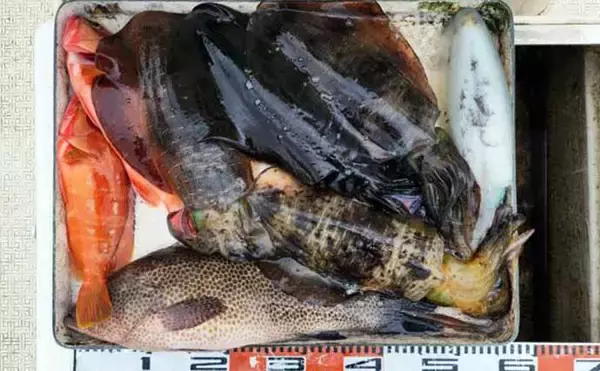 「【沖のルアー釣果速報】伊勢志摩沖のティップランで良型アオリイカ連発！1kgアップも浮上（三重）」の画像