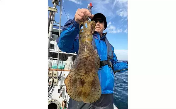 「【沖のルアー釣果速報】伊勢志摩沖のティップランで良型アオリイカ連発！1kgアップも浮上（三重）」の画像