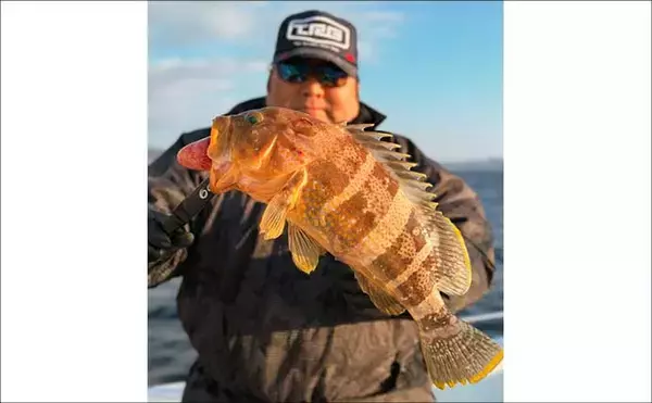 「【沖のルアー釣果速報】伊勢志摩沖のティップランで良型アオリイカ連発！1kgアップも浮上（三重）」の画像