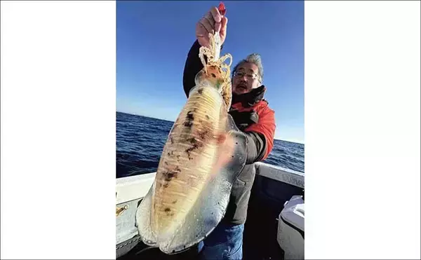 「【沖のルアー釣果速報】伊勢志摩沖のティップランで良型アオリイカ連発！1kgアップも浮上（三重）」の画像