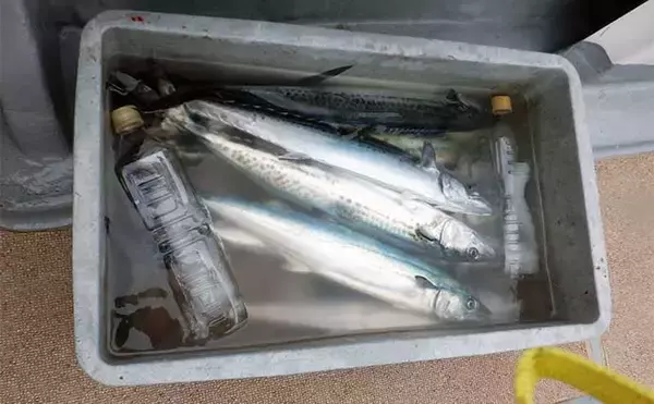 「ブレードジギング釣行でサゴシが船中100匹オーバーと爆釣【福井】」の画像