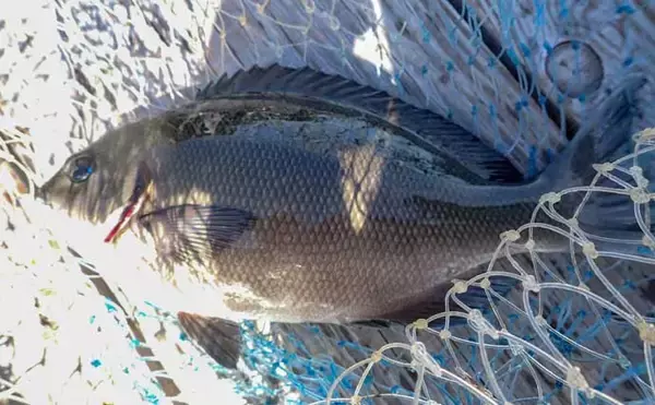 「『フィッシングパークTOI』でイサキとメジナを好捕【静岡】イケスの中ではなく外を釣る」の画像