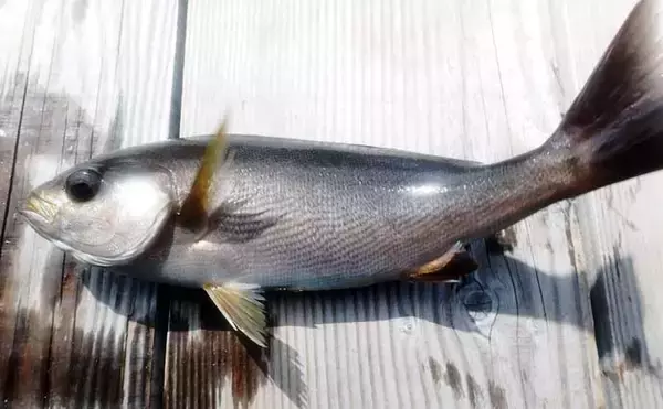 「『フィッシングパークTOI』でイサキとメジナを好捕【静岡】イケスの中ではなく外を釣る」の画像