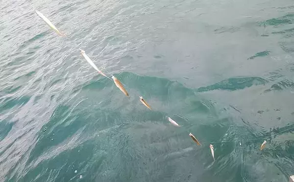 「秋の木崎湖でワカサギ釣りを満喫！」最大11cm頭に573尾キャッチ【長野】