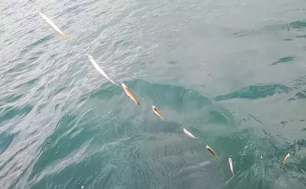 「「秋の木崎湖でワカサギ釣りを満喫！」最大11cm頭に573尾キャッチ【長野】」の画像