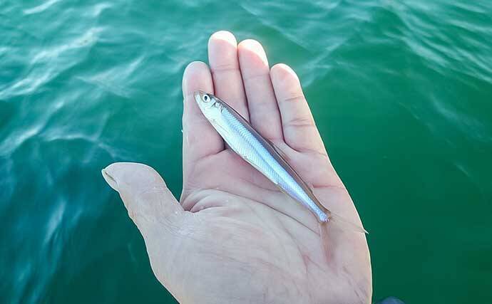 「秋の木崎湖でワカサギ釣りを満喫！」最大11cm頭に573尾キャッチ【長野】