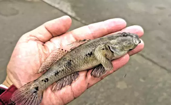 「猫実川＆塩浜三番瀬公園のハゼ釣りで37尾キャッチ【千葉】16cm超えウロハゼも登場」の画像