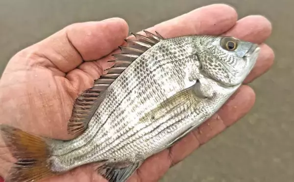 「猫実川＆塩浜三番瀬公園のハゼ釣りで37尾キャッチ【千葉】16cm超えウロハゼも登場」の画像