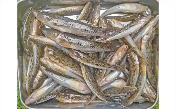 「猫実川＆塩浜三番瀬公園のハゼ釣りで37尾キャッチ【千葉】16cm超えウロハゼも登場」の画像