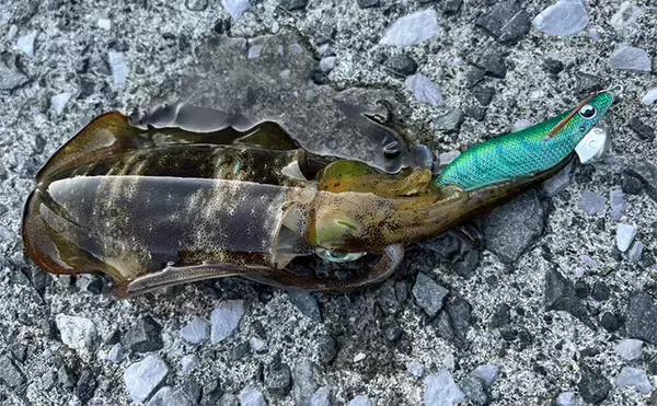 「「エギングでイカのアタリが全く分からない・・」そんな人に試してもらいたい2つの対策」の画像