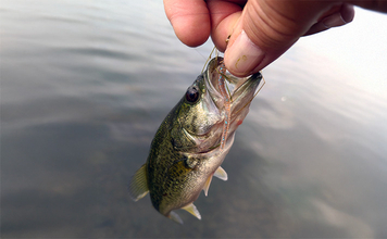 「アジングワームがブラックバスに効果あり？」琵琶湖で小バス連発！長いフォールに好反応