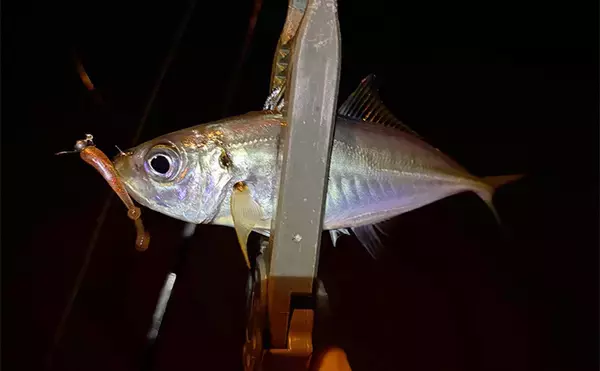 大阪南港フェリーターミナルでのアジングで12cm級「豆アジ」が入れ食い！