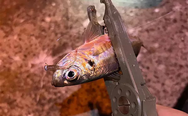 「大阪南港フェリーターミナルでのアジングで12cm級「豆アジ」が入れ食い！」の画像