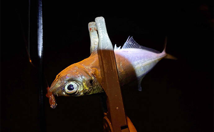 大阪南港フェリーターミナルでのアジングで12cm級「豆アジ」が入れ食い！