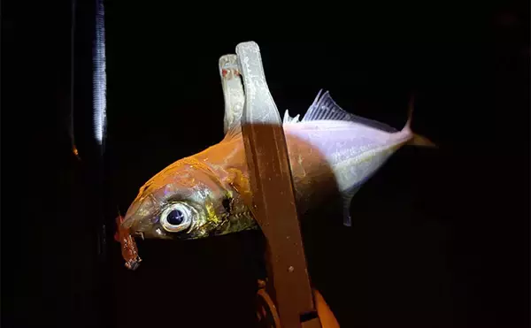 「大阪南港フェリーターミナルでのアジングで12cm級「豆アジ」が入れ食い！」の画像