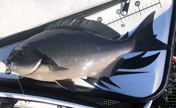 磯フカセ釣りで40cm級尾長＆口太グレ好捕【和歌山】 シマアジバラシに意気消沈