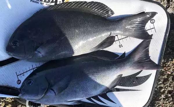 「磯フカセ釣りで40cm級尾長＆口太グレ好捕【和歌山】 シマアジバラシに意気消沈」の画像