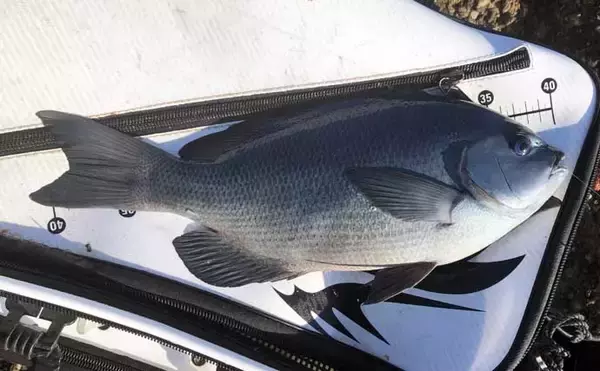 「磯フカセ釣りで40cm級尾長＆口太グレ好捕【和歌山】 シマアジバラシに意気消沈」の画像