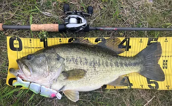 「バスロッドの王道ブランク『IMブランク』とは？ 【特徴・おすすめリグ＆状況を解説】」の画像