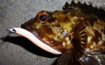 「パワーイソメが効いた！」四日市港ライトゲームで良型カサゴ連発【三重】