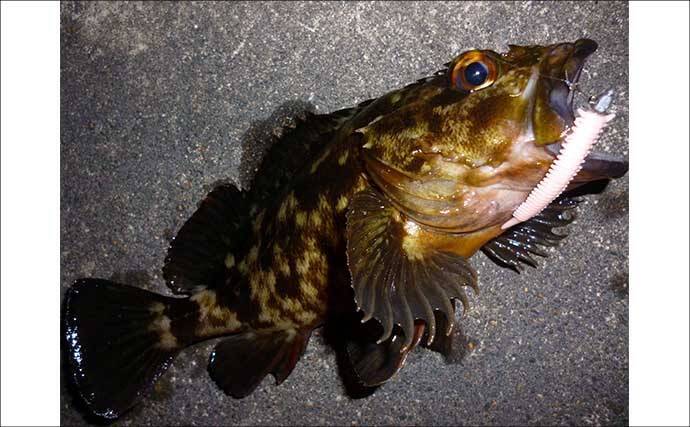 「パワーイソメが効いた！」四日市港ライトゲームで良型カサゴ連発【三重】