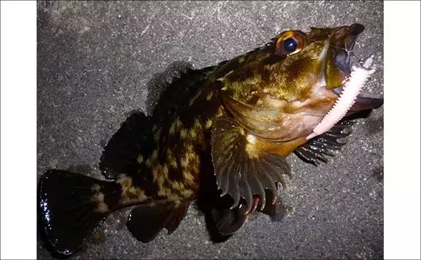 「「パワーイソメが効いた！」四日市港ライトゲームで良型カサゴ連発【三重】」の画像